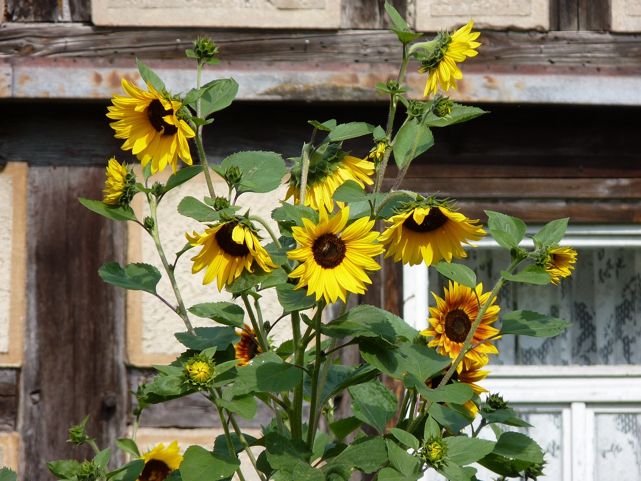 sunflowers growing