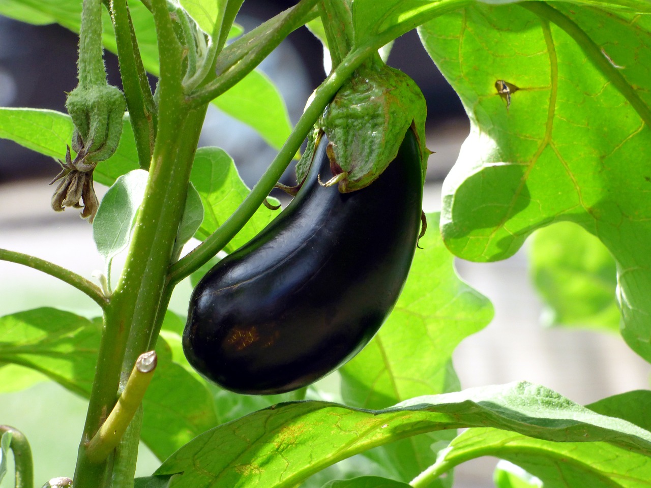 eggplant growing